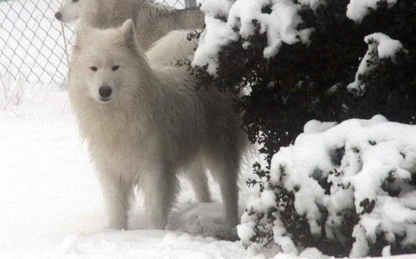 Criadero Samoyedo Nariz De Nieve