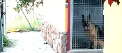 La mejor residencia canina ¿cómo encontrarla?