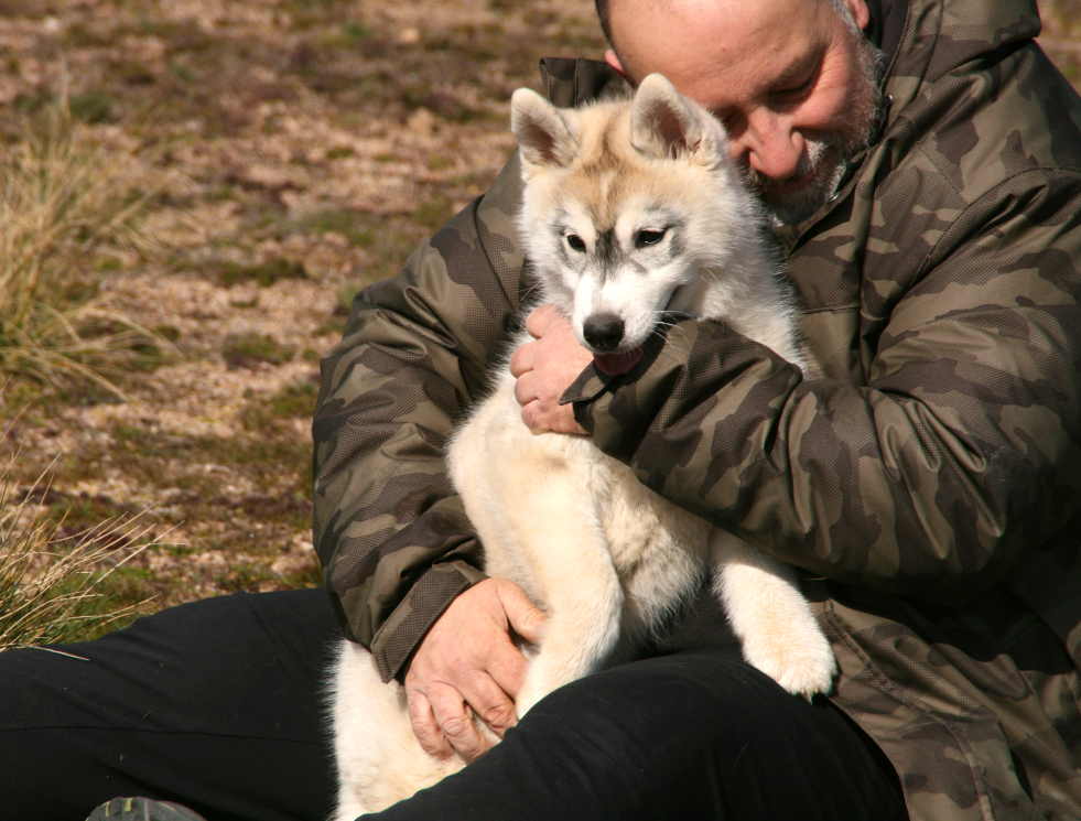 Cachorros husky 3