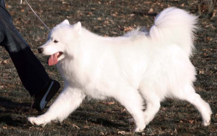 Samoyedos 30