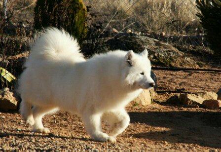 Samoyedos 4