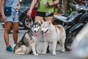 diferencias entre husky siberiano y alaskan malamute