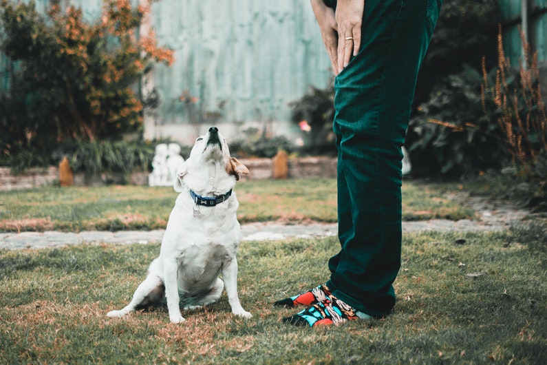 ensenarle a un perro su nombre