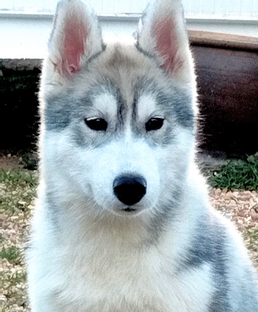 hembra de husky nariz de nieve