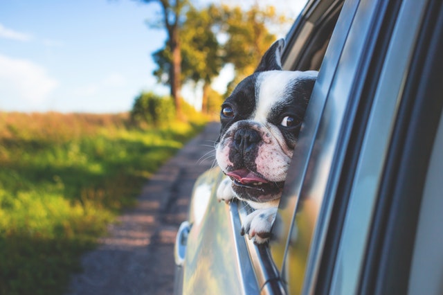 viajar en coche con un perro