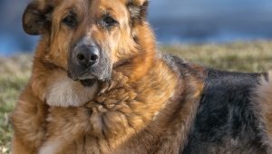 perro mas grande del mundo